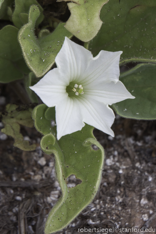 galapagos flower